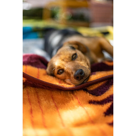 Finesse Pet Blanket - A Dog's Life | Claret/Amber